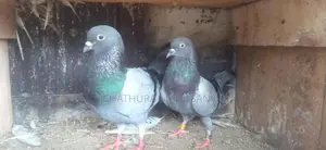 Pigeons