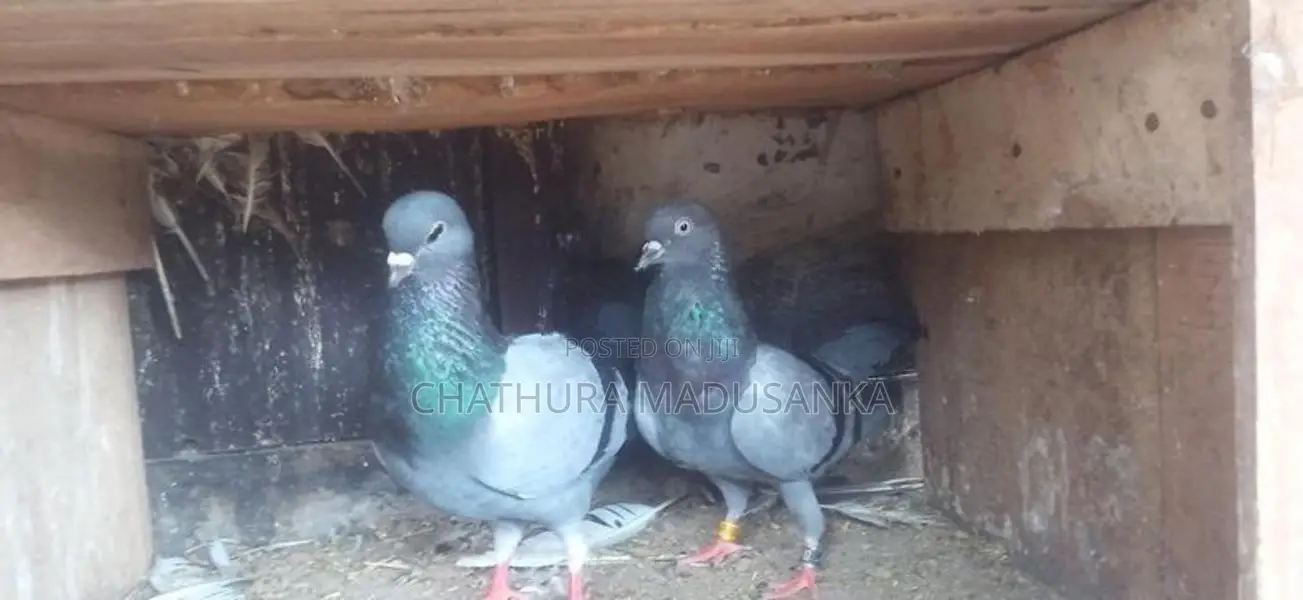 Pigeons