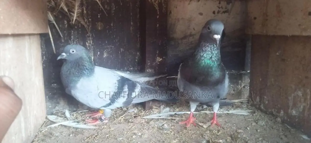 Pigeons