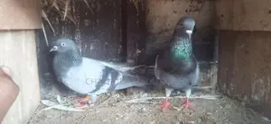 Pigeons