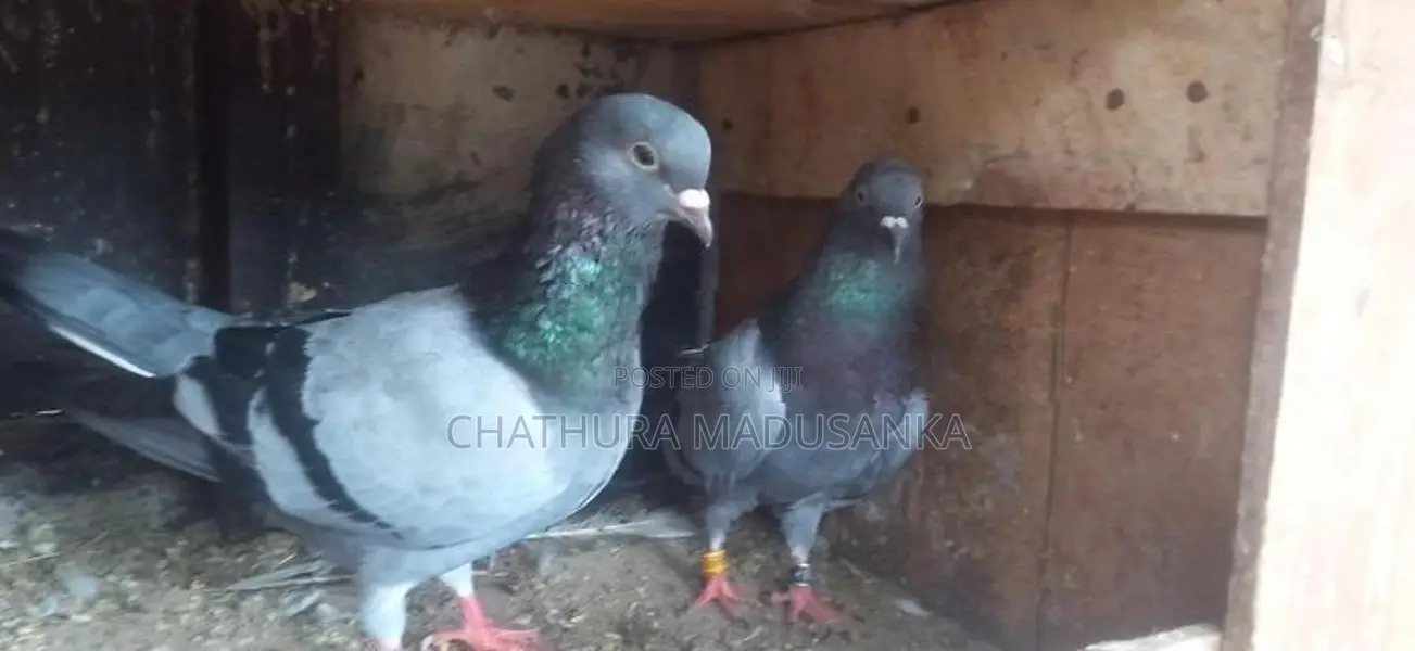 Pigeons