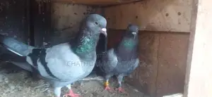 Pigeons
