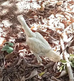 Velladiyan Rooster