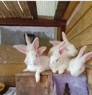 Cute Rabbit Puppies / Kittens