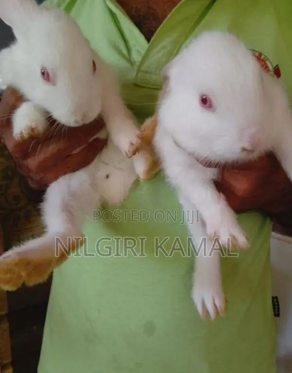 Cute Rabbit Puppies / Kittens
