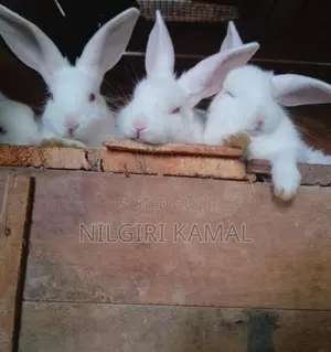 Cute Rabbit Puppies / Kittens