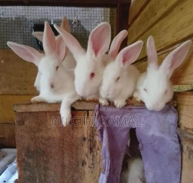 Cute Rabbit Puppies / Kittens