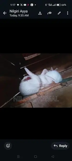 Cute Rabbit Puppies / Kittens