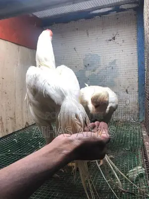 Rooster