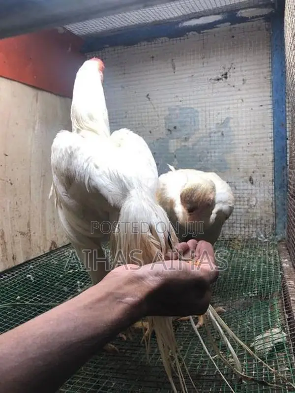 Rooster