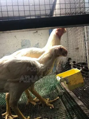 Rooster