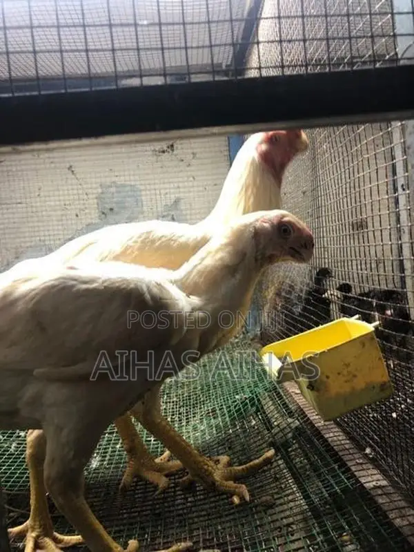 Rooster