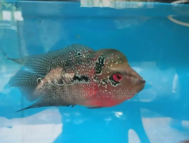 Flower Horn Fish