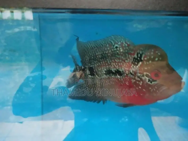 Flower Horn Fish