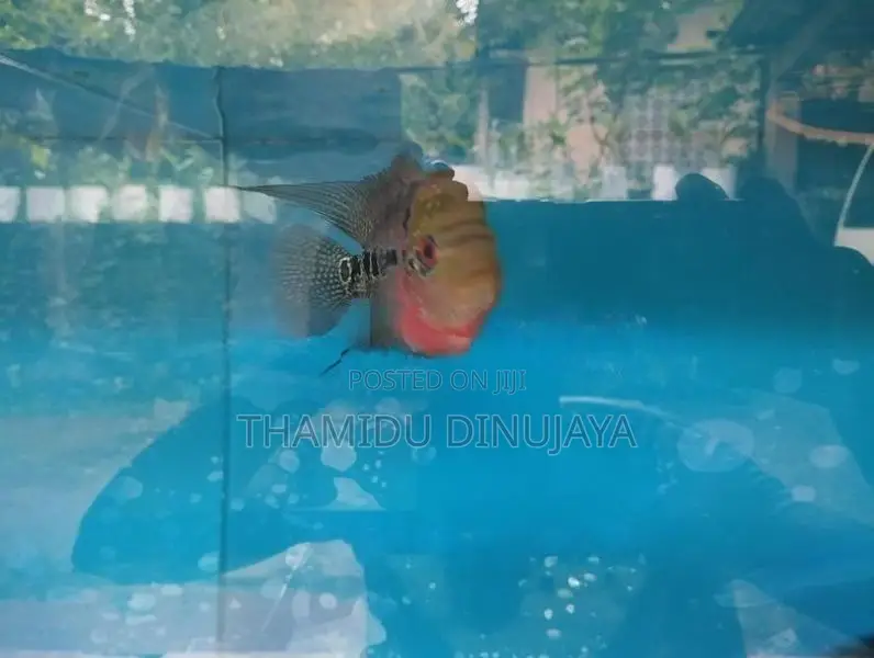 Flower Horn Fish
