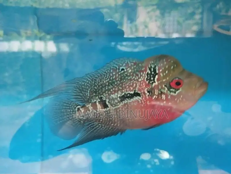 Flower Horn Fish