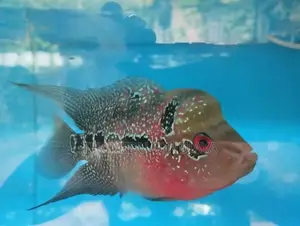 Flower Horn Fish