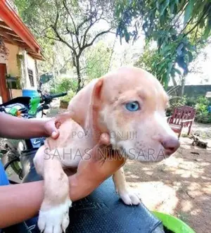 American Bully XL