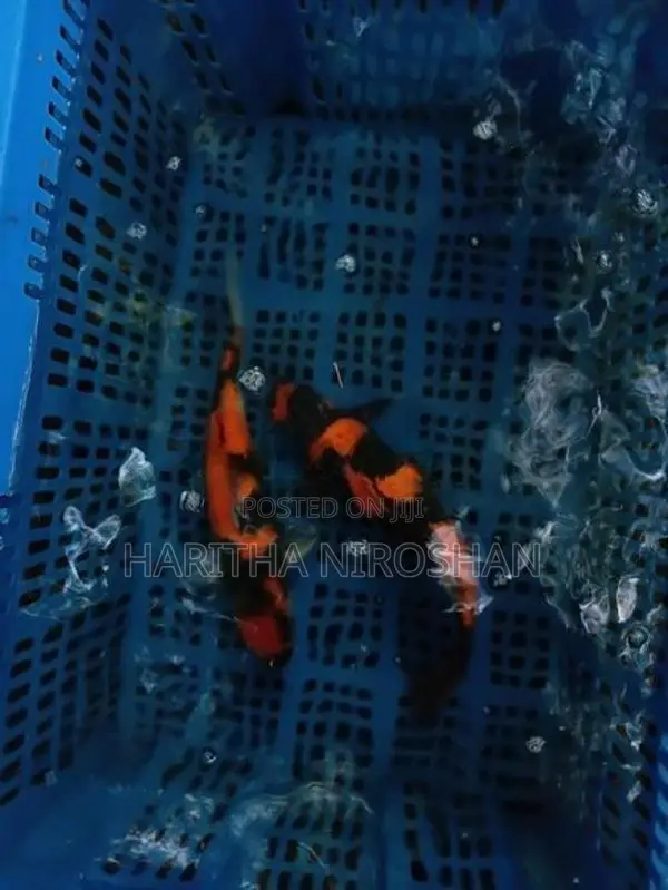 Koi Fish