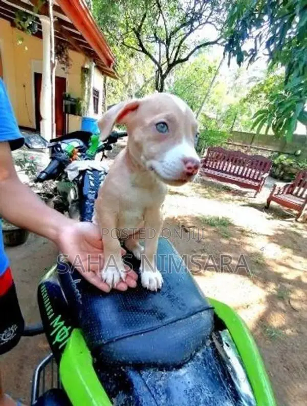 American Bully XL