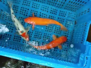 Koi Fish