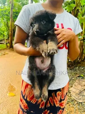 Lion shepherd puppy