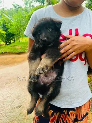 Lion shepherd puppy