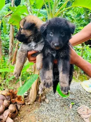 Lion shepherd puppy