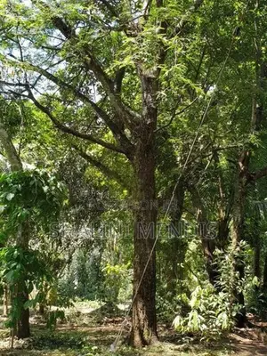 ඉඩමක් විකිණීමට මාවෙලගම