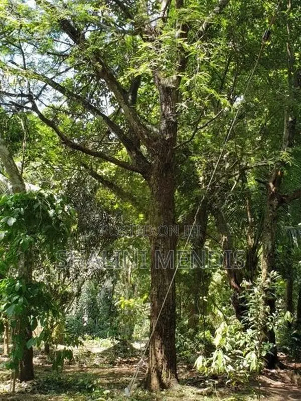 ඉඩමක් විකිණීමට මාවෙලගම
