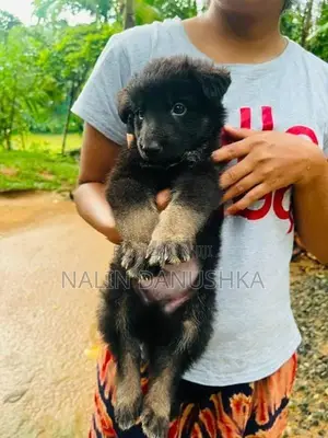 Lion shepherd puppy