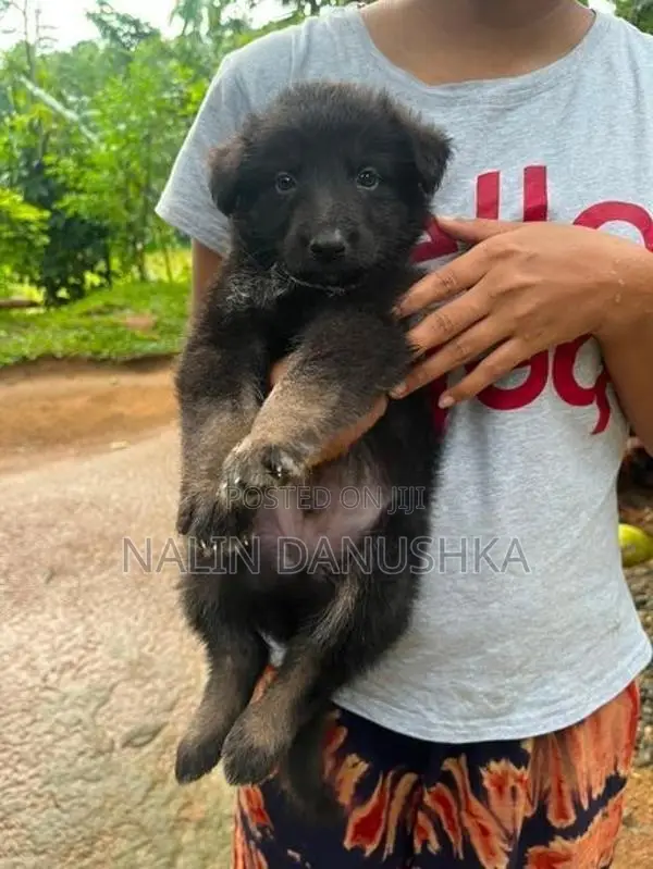Lion shepherd puppy