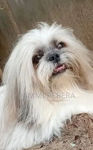 shih Tzu Puppy