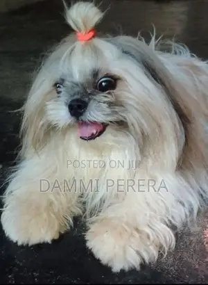 shih Tzu Puppy