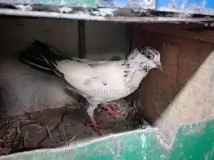 Timing Pigeon
