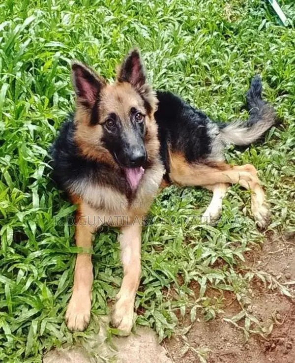 German Shepherd