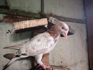 Timing Pigeon