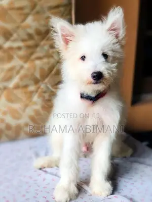 Pomeranian Puppy