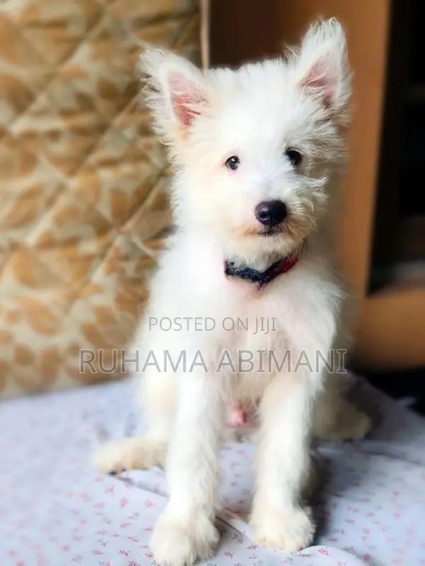 Pomeranian Puppy