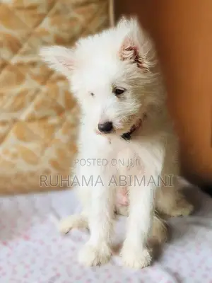 Pomeranian Puppy