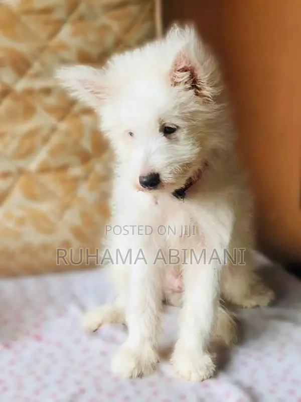 Pomeranian Puppy