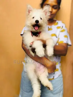 Pomeranian Puppy