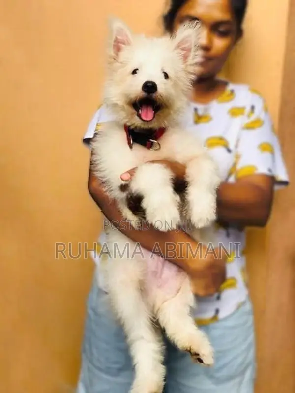 Pomeranian Puppy