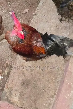 Rooster