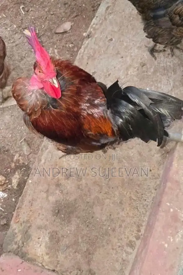 Rooster