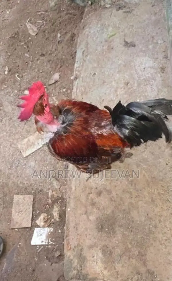 Rooster