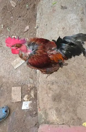 Rooster