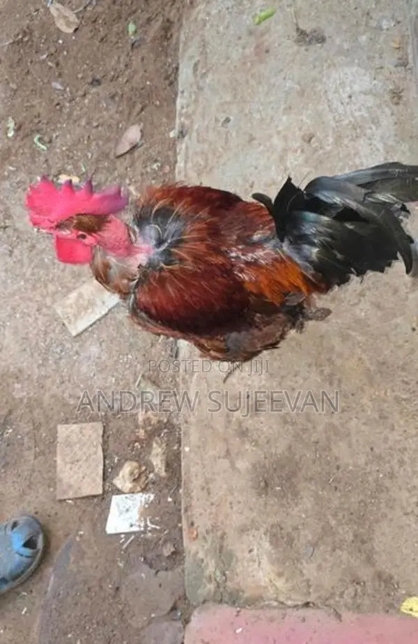 Rooster