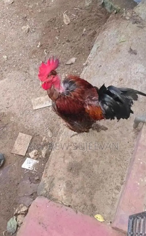 Rooster
