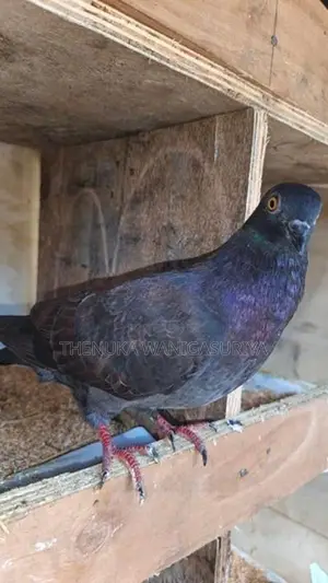 Pigeons